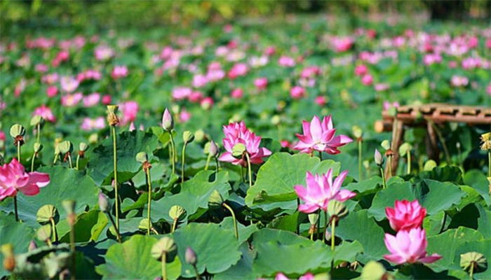 Nằm Mơ Thấy Hoa Sen Nên Đánh Con Gì Trúng Đậm?