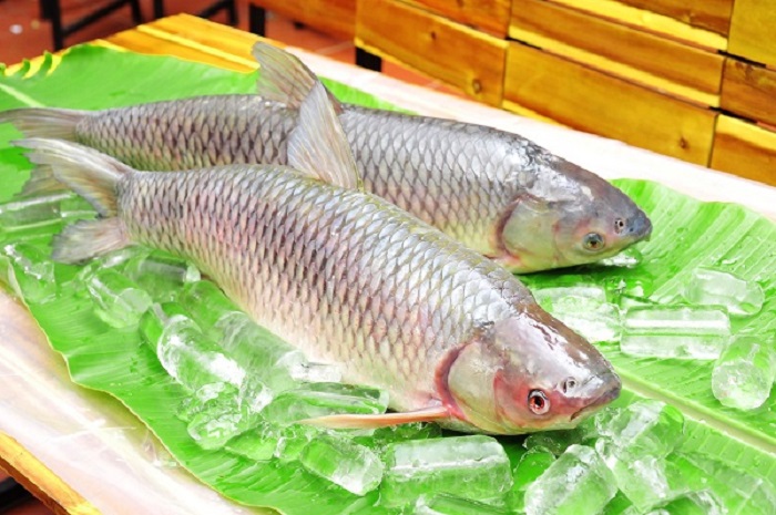 Biểu tượng của cá trắm