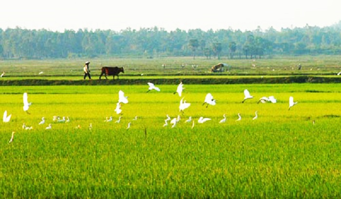 Nằm mơ thấy cánh đồng lúa là điềm báo gì?