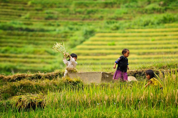 Hình ảnh cây lúa