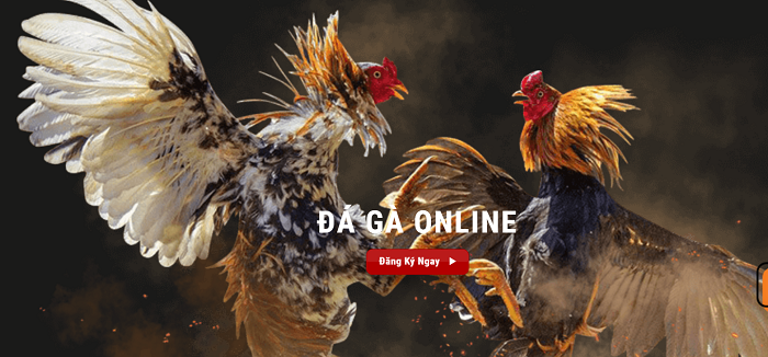 AE888 - Nhà cái đá gà uy tín, chất lượng