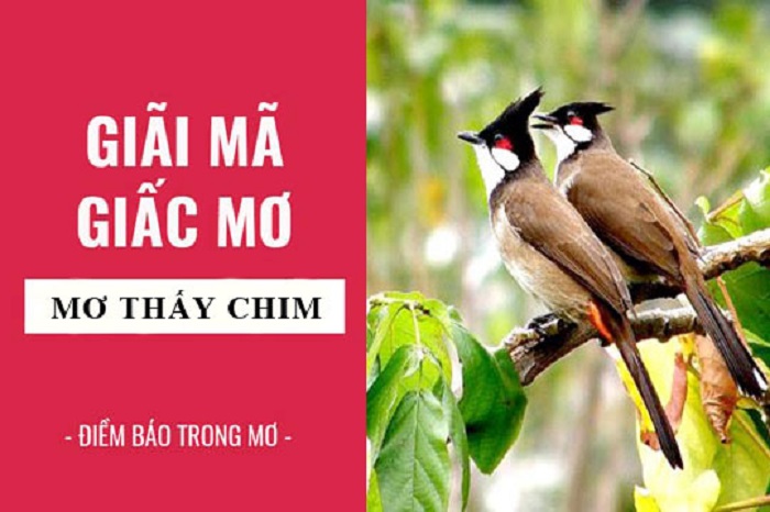 Nằm mơ thấy chim quất ngay con gì trúng lớn?