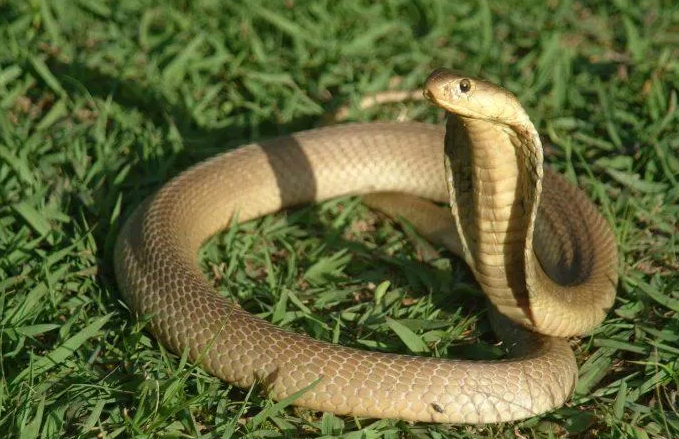 nhin thay ran ho mang danh con gi (3) nhin thay ran ho mang danh con gi (3)