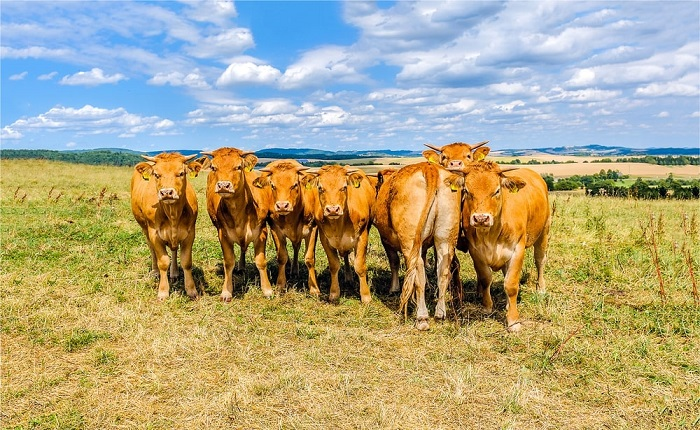 nam mo thay dan bo (3) nam mo thay dan bo (3)